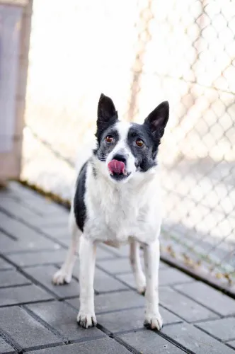 lenka-niesmiala-sunia-w-typie-chihuahua-adopcja-142209-warszawa.webp