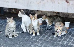 Bezdomne kotki proszą o karmę