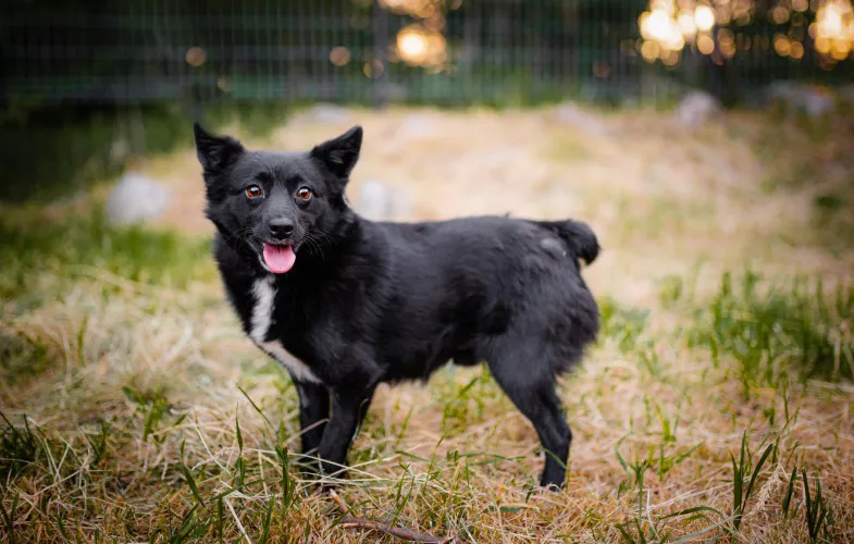 dwa-maluchy-wychowane-wesole-psiaki-do-adopcji-143397-warszawa-foto.webp