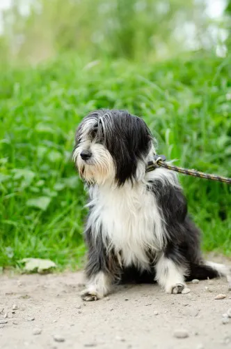 sonia-mloda-przyjazna-bearded-collie-mix-144001-psy.webp