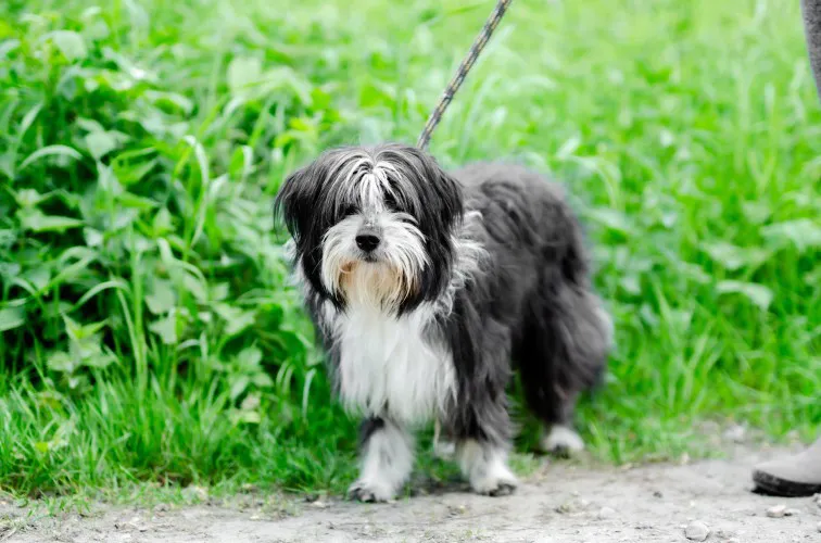 sonia-mloda-przyjazna-bearded-collie-mix-144001-sprzedam.webp