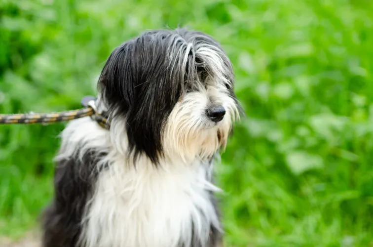 sonia-mloda-przyjazna-bearded-collie-mix-144001-warszawa.webp