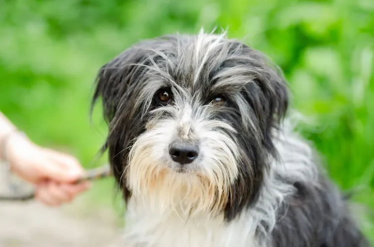 Sonia, młoda, przyjazna BEARDED COLLIE mix