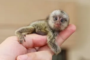 Sprzedam małe małpy marmozety