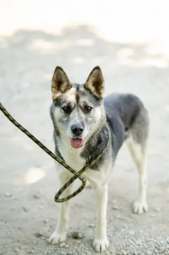 luna-boska-mloda-energiczna-suczka-144407-warszawa.webp