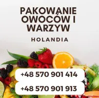 Sortowanie owoców i warzyw Holandia- zapraszamy studentów!