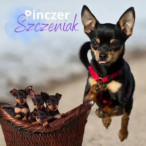 Pinczer miniaturowy