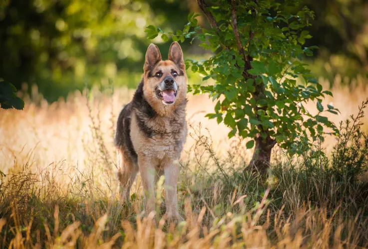 flapy-niekonfliktowy-lagodny-owczarek-do-adopcji-145716-warszawa-foto.webp