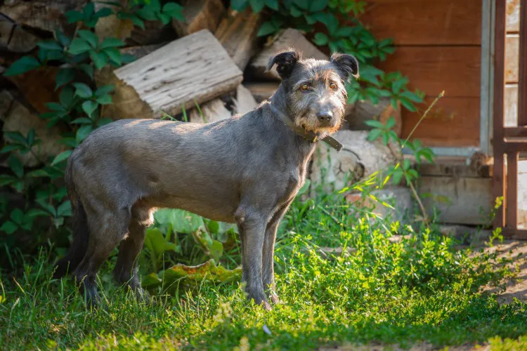 benek-lagodny-psiak-w-typie-terriera-szuka-domu-145808-warszawa.webp