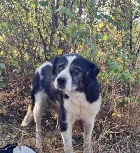 Masza - dostojna, spokojna suczka do pokochania!