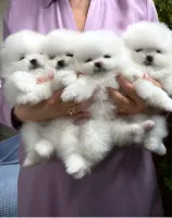 Szczenięta KC White Pomeranian