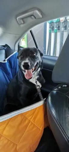 oreo-wesoly-przyjazny-szczeniak-szuka-domu-147482-warszawa-do-sprzedania.webp