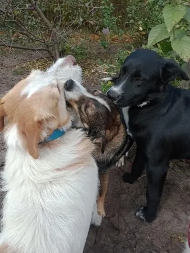 oreo-wesoly-przyjazny-szczeniak-szuka-domu-147482-zdjecia.webp