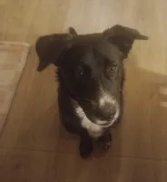 Oreo - wesoły, przyjazny SZCZENIAK szuka domu! Oreo - wesoły, przyjazny SZCZENIAK szuka domu!