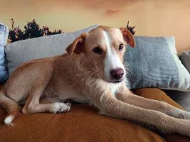Leo - domowy, kochany, wychowany psiak szuka domu! Leo - domowy, kochany, wychowany psiak szuka domu!