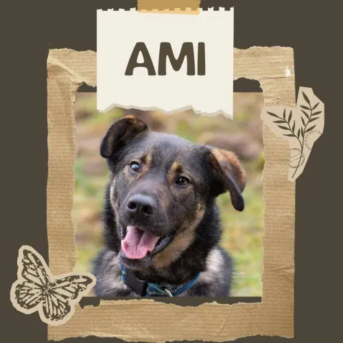 ami-wychowany-madry-wesoly-psiak-147643-zdjecia.webp