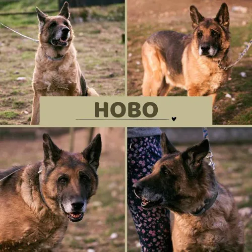 hobo-wspanialy-onek-szuka-domu-tymczasowego-lub-stalego-147647-sprzedam.webp