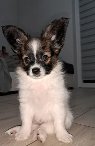 szczeniaki-rasy-papillon-148099-sprzedam.webp