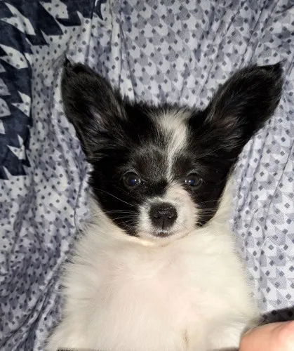szczeniaki-rasy-papillon-148099-warszawa.webp