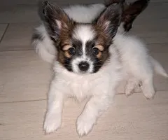 Szczeniaki rasy Papillon Szczeniaki rasy Papillon