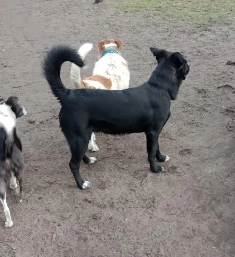 oreo-mlodziutki-pojetny-lagodny-psiak-szuka-domu-148158-warszawa.webp