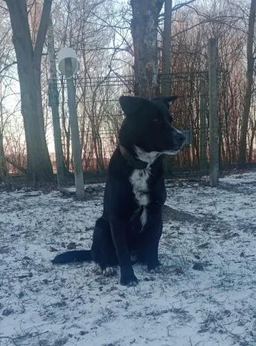 oreo-mlodziutki-pojetny-lagodny-psiak-szuka-domu-148158-zdjecia.webp