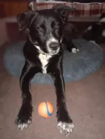 Oreo - młodziutki, pojętny, łagodny psiak szuka domu! Oreo - młodziutki, pojętny, łagodny psiak szuka domu!