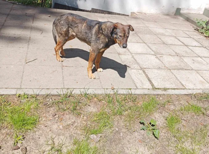 muffin-posluszny-cudowny-pies-jednego-wlasciciela-148164-warszawa-foto.webp