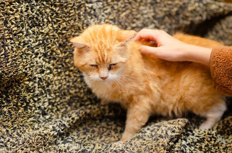garfield-cudowny-koci-rudzielec-szuka-domu-148176-sprzedam.webp