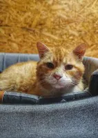 Garfield - cudowny koci rudzielec szuka domu! Garfield - cudowny koci rudzielec szuka domu!
