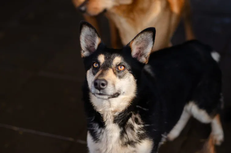 foxi-nieduza-niekonfliktowa-lagodna-sunia-148339-sprzedam.webp