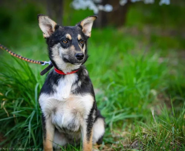 foxi-nieduza-niekonfliktowa-lagodna-sunia-148339-zdjecia.webp
