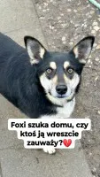 Foxi - nieduża, niekonfliktowa, łagodna sunia! Foxi - nieduża, niekonfliktowa, łagodna sunia!