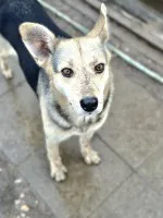 Niekonfliktowa Milka, wesoła, pozytywna sunia! Niekonfliktowa Milka, wesoła, pozytywna sunia!