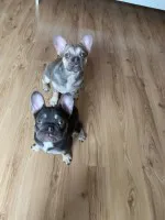 Sprzedam dwie urocze dziewczynki rasy buldog francuski z rodowodem Sprzedam dwie urocze dziewczynki rasy buldog francuski z rodowodem