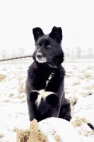 Niekonfliktowa, ułożona Bunia szuka domu! Niekonfliktowa, ułożona Bunia szuka domu!