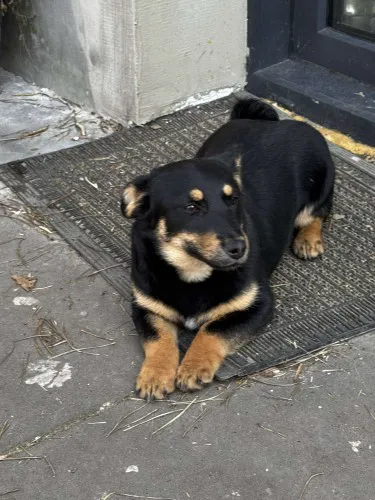 gucio-wesoly-szczeniaczek-do-adopcji-148736-warszawa-do-sprzedania.webp