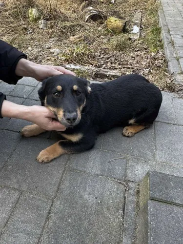 gucio-wesoly-szczeniaczek-do-adopcji-148736-warszawa-foto.webp