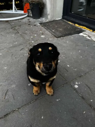 gucio-wesoly-szczeniaczek-do-adopcji-148736-warszawa-na-sprzedaz.webp