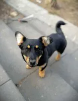 Gucio, wesoły szczeniaczek do adopcji Gucio, wesoły szczeniaczek do adopcji