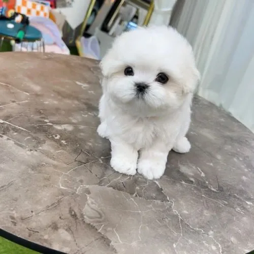 cutiedog0-20231215-0007.webp