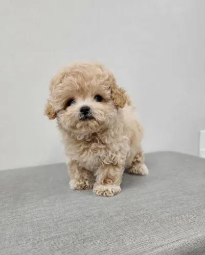 Urocze szczeniaki Maltipoo Maltipoo.