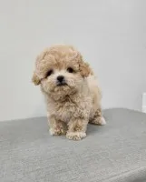 Urocze szczeniaki Maltipoo Maltipoo. Urocze szczeniaki Maltipoo Maltipoo.