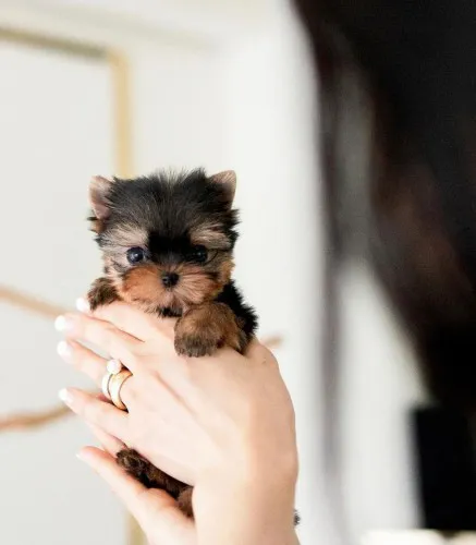 cute_teacuppuppiesforsale-20240322-0026.webp