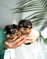 Urocza filiżanka Yorkie. Urocza filiżanka Yorkie.