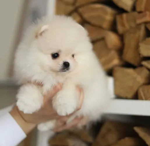 pomeranian_puppies_for_sale_20-20230617-00251.webp