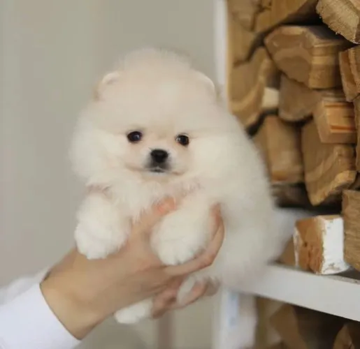 pomeranian_puppies_for_sale_20-20230617-0026.webp