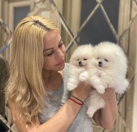 Piękna filiżanka Pomeranian Puppy.