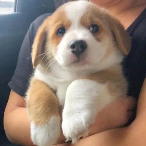 corgiduetra-20230618-0002.webp