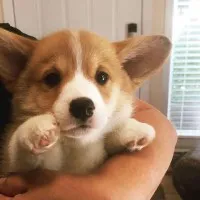 Urocza Pembroke Welsh Corgi. Urocza Pembroke Welsh Corgi.